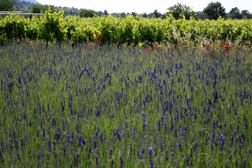 Blühender Lavendel vor Weinberg